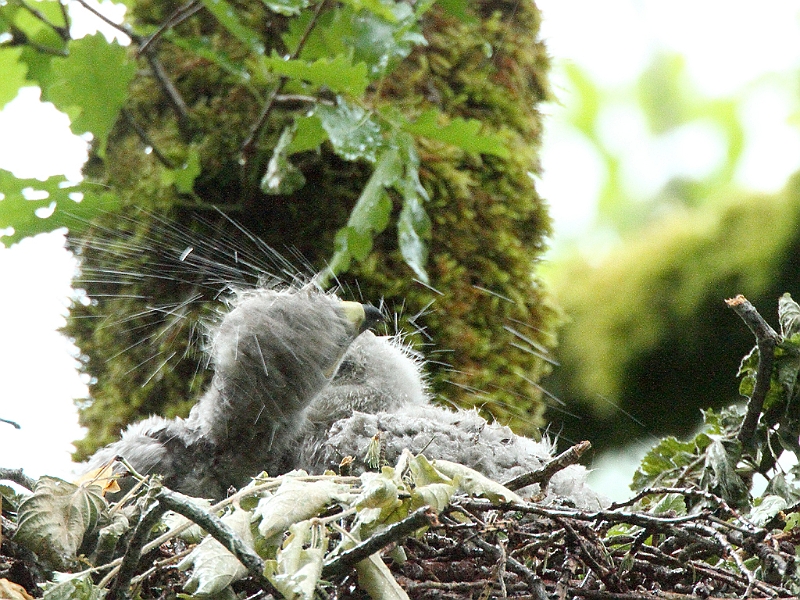 IMG_3960b.JPG - Deux poussins mouillés sous la pluie ..