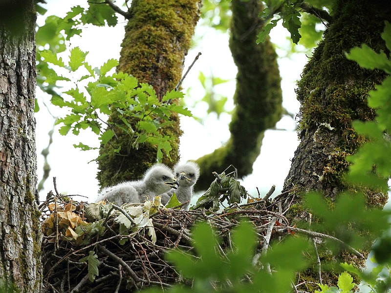 IMG_4052b.JPG - Deux poussins au nid