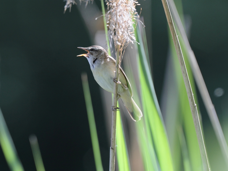 IMG_9806.JPG - Phragmite des Joncs, male chanteur (Fontenay-le-Vicomte, Etang aux Pointes)