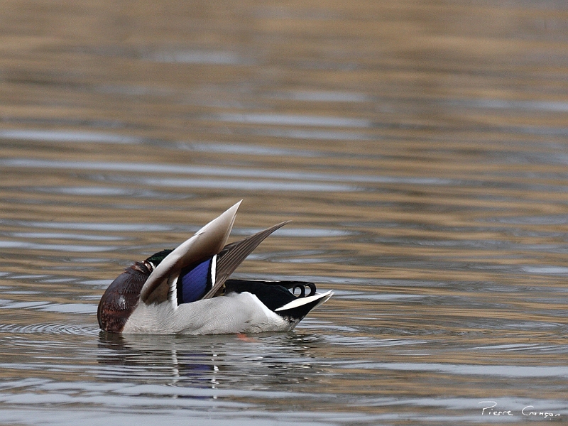 IMG_8824.JPG - Canard colvert, Etang aux Pointes, Fontenay-le-Vicomte (91)
