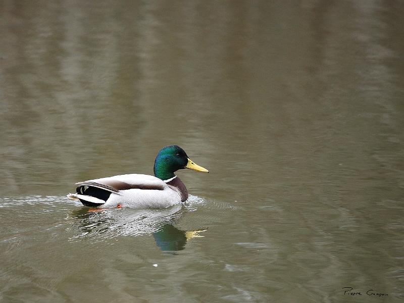 _MG_8827.JPG - Canard colvert, Etang aux Pointes, Fontenay-le-Vicomte (91)
