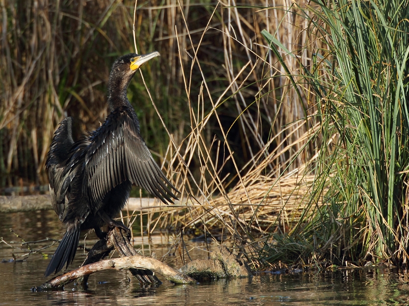 IMG_6067.JPG - Grand Cormoran - Etang aux Pointes