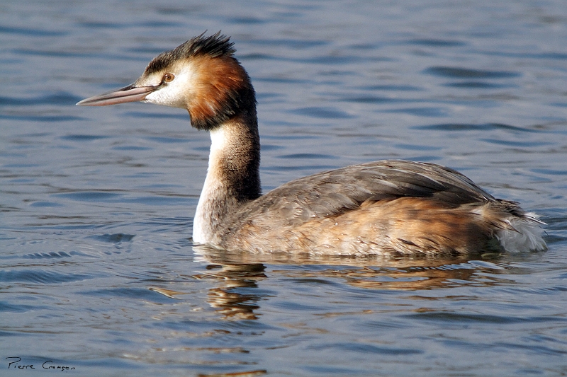 IMG_7059_.jpg - Grèbe huppé, étang aux Pointes, Marais de Fontenay-le-Vicomte