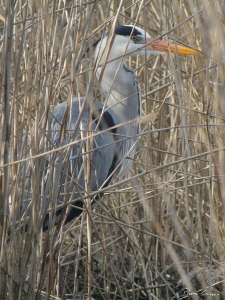 IMG_7065_.jpg - Héron cendré, étang aux Pointes, Marais de Fontenay-le-Vicomte