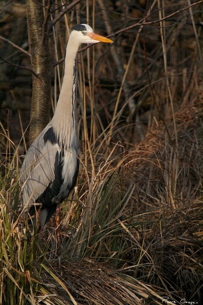 IMG_7084_.jpg - Héron cendré, étang aux Pointes, Marais de Fontenay-le-Vicomte
