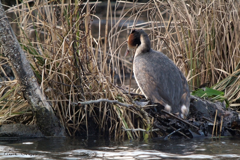 IMG_7107_.jpg - Grèbe huppé au nid, étang aux Pointes, Marais de Fontenay-le-Vicomte