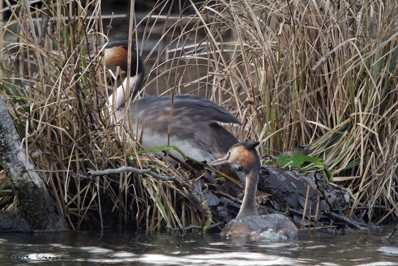 IMG_7115_.jpg - Grèbe huppé au nid, étang aux Pointes, Marais de Fontenay-le-Vicomte
