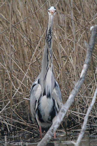 IMG_7121_.jpg - Héron cendré, étang aux Pointes, Marais de Fontenay-le-Vicomte