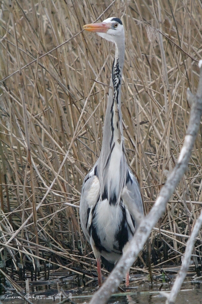 IMG_7122_.jpg - Héron cendré, étang aux Pointes, Marais de Fontenay-le-Vicomte