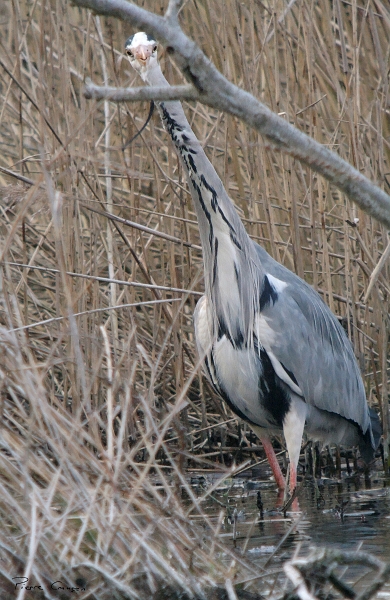 IMG_7126_.jpg - Héron cendré, étang aux Pointes, Marais de Fontenay-le-Vicomte