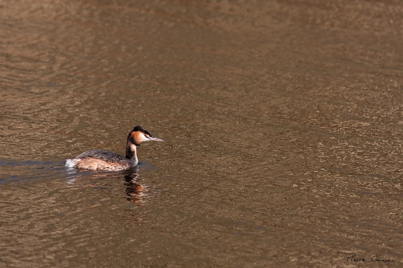 IMG_8464_.jpg - Grèbe huppé, étang aux Pointes, Marais de Fontenay-le-Vicomte