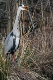 IMG_7081_