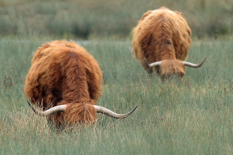 IMG_0475.JPG - Vache Highland cattle, Marais de Misery