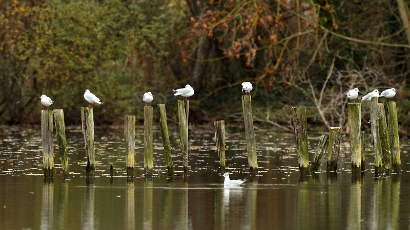 IMG_0631.JPG - Mouette rieuse, Etangs communaux, Vert-le-Petit