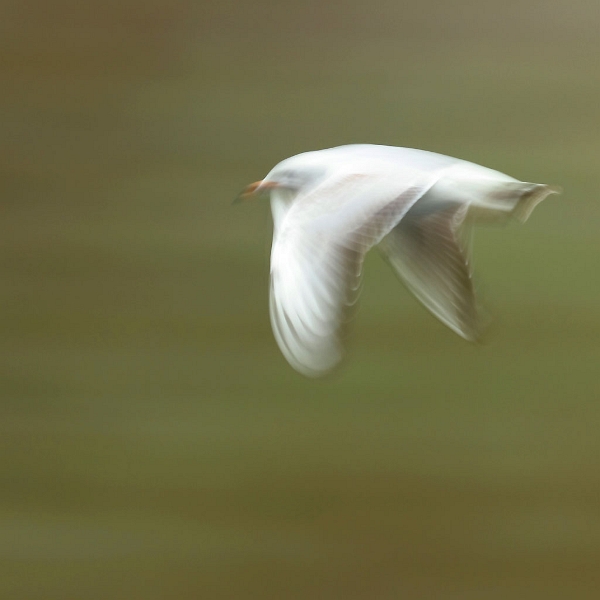 IMG_0714.JPG - Mouette rieuse, Etangs communaux, Vert-le-Petit (essai graphique, sur la base d'une pose longue)
