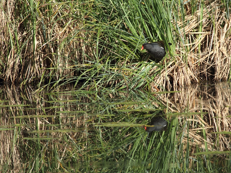 IMG_2124.JPG - Gallinule (Polue d'eau), Etang aux Pointes