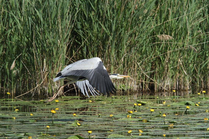 IMG_2200.JPG - Héron cendré, Etang aux Pointes