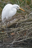 IMG_5042_PF