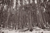 29IMG_9756_