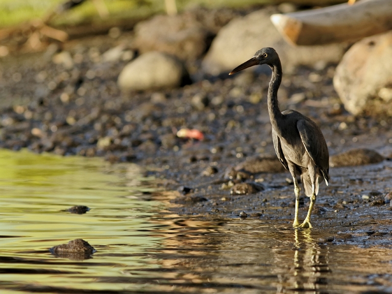IMG_9476_PF.jpg - Aigrette sacrée (Egretta alba). Morphe Sombre. Mahina, Tahiti
