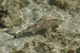 IMG_8463_PF