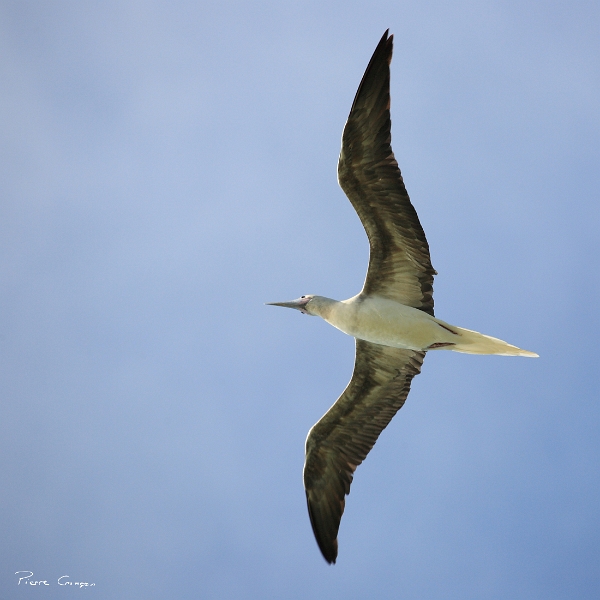 _MG_0956.JPG - Fou a pieds rouges (forme claire). Imm. - Tuamotu.