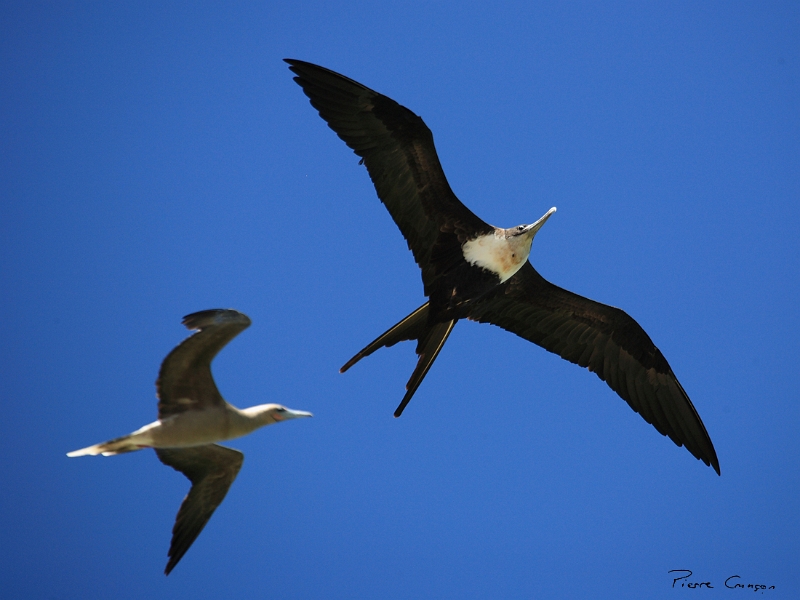 _MG_1500.JPG - Frégate du Pacifique (Fregata minor). Fem.Ad., et Fou à pieds rouges (forme interm. Imm.) - Tuamotu.