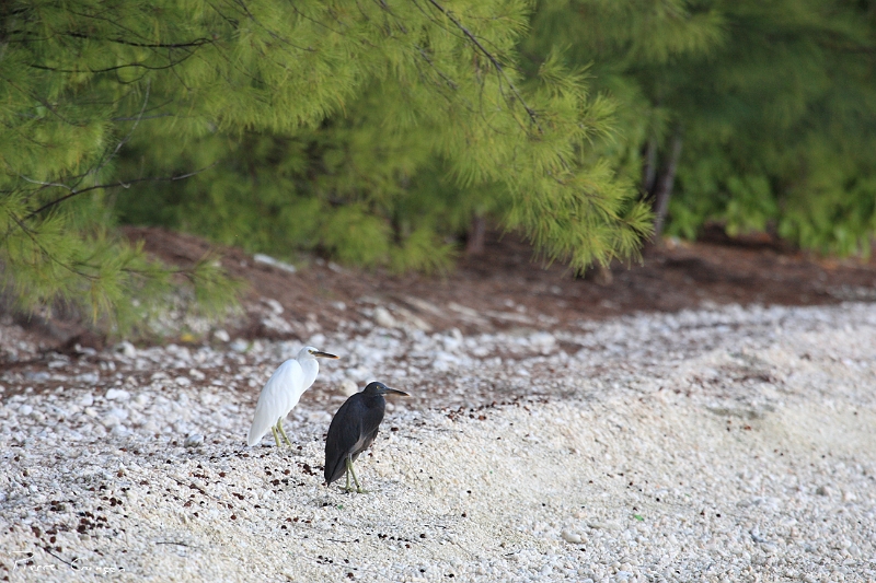 _MG_1708.JPG - Aigrette sacrée (Egretta sacra). Formes claire et sombre. Tuamotu.