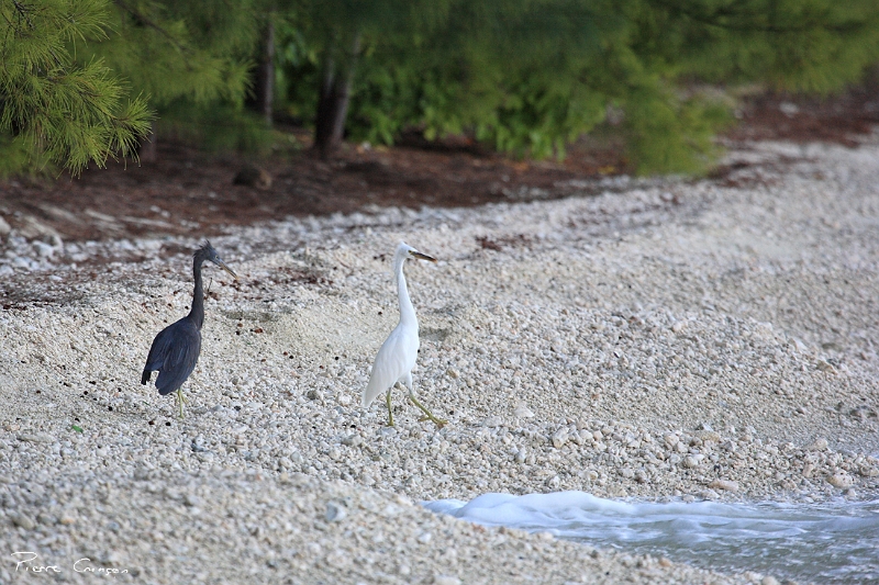 _MG_1718.JPG - Aigrette sacrée (Egretta sacra). Formes claire et sombre. Tuamotu.
