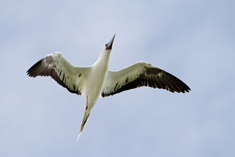 IMG_4161_PF.jpg - Fou à pieds rouges (morphe clair)