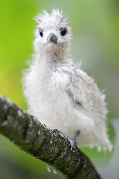 IMG_4573_PF.jpg - Gygis blanc (juv.)