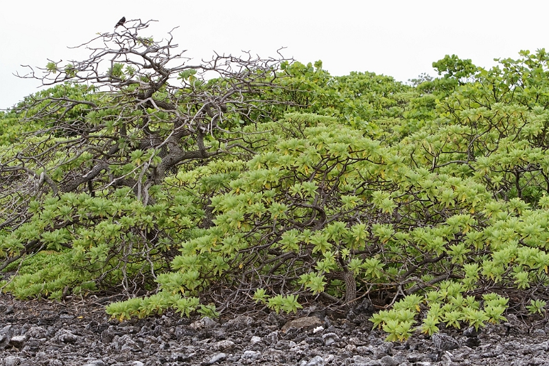 IMG_4735_PF.jpg - Biotope d'atoll pour la nidification des fous, sternes, paille-en-queue ... (Tuamotu)