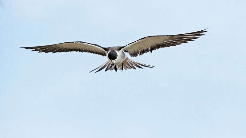 IMG_4903_PF.jpg - Sterne fuligineuse