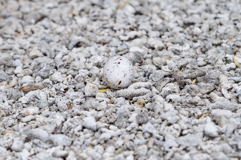 IMG_5123_PF.jpg - Sterne fuligineuse (oeuf)