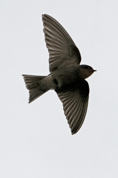 IMG_6648_PF.jpg - Hirondelle de Tahiti (Archipel de la Société, Tahiti)