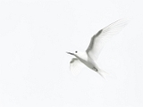 IMG_2368_PF