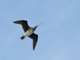 IMG_2845_PF