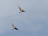 IMG_2859_PF