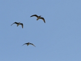 IMG_3701_PF
