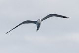IMG_3892_PF