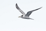 IMG_3931_PF