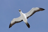 IMG_4255_PF