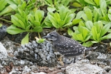 IMG_4672_PF