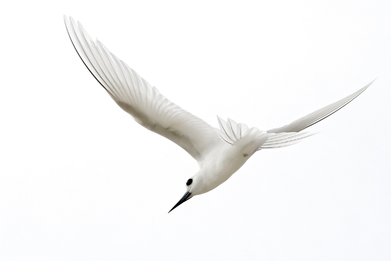 IMG_7634_0.jpg - Gygis blanc (Gygis alba) ad. (Tuamotu)