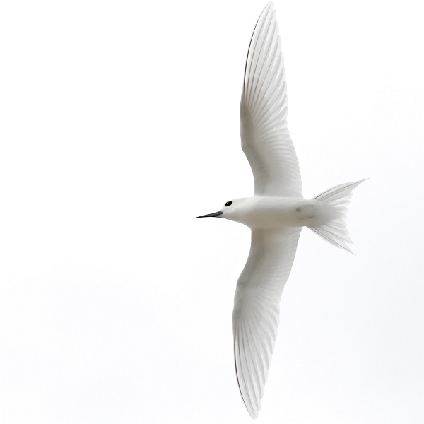 IMG_7659_.jpg - Gygis blanc (Gygis alba) ad. (Tuamotu)