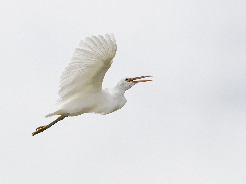 IMG_7733_.jpg - Aigrette de récif (Egretta sacra) (forme claire). Tuamotu