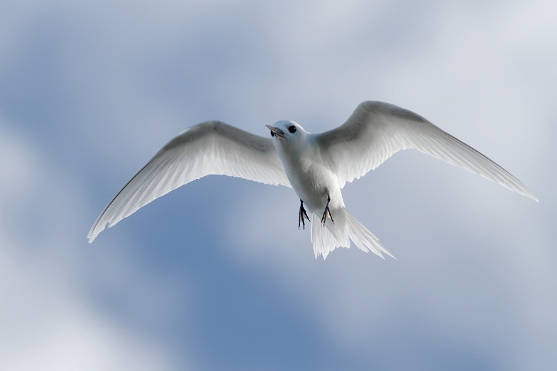 IMG_7997_.jpg - Gygis blanc (Gygis alba), ad. (Tuamotu)