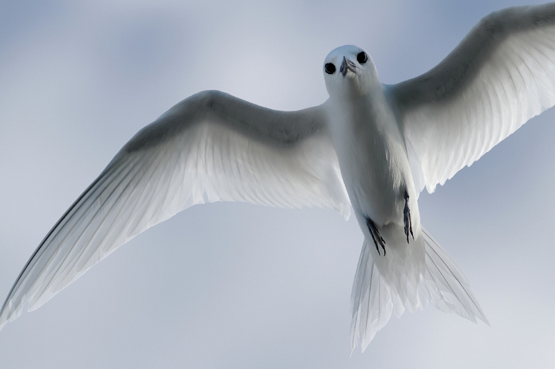 IMG_7999_.jpg - Gygis blanc (Gygis alba), ad. (Tuamotu)