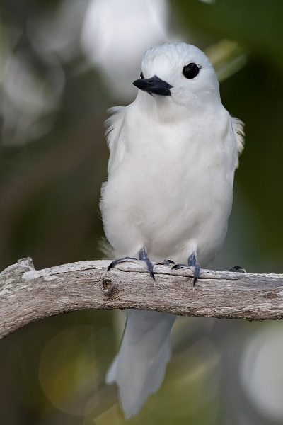 IMG_8070_.jpg - Gygis blanc (Gygis alba). Tuamotu