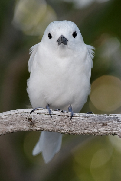 IMG_8075_.jpg - Gygis blanc (Gygis alba) (Tuamotu)